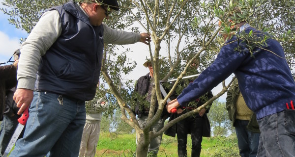 Produtores e técnicos participam de curso sobre poda de oliveiras